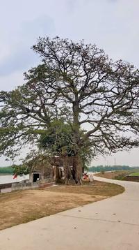 Baobax in country