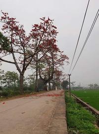 Baobax in country