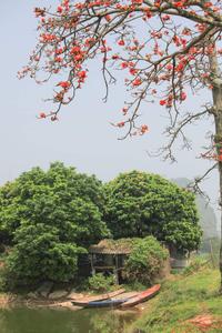 Baobax in country