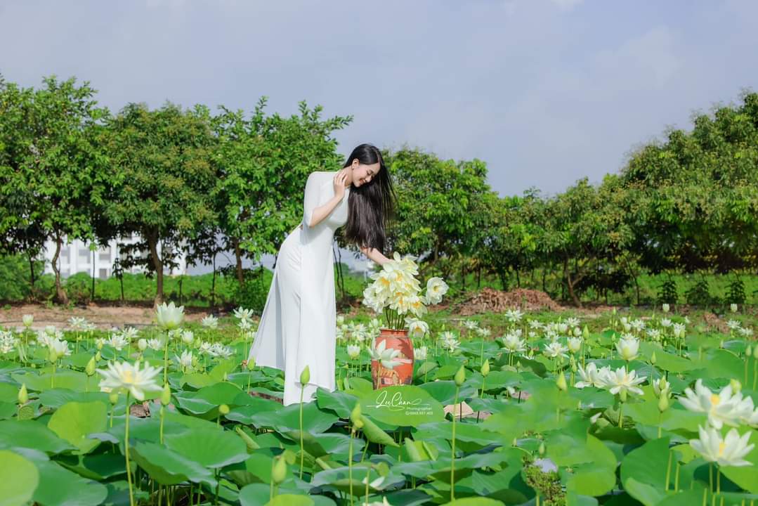 lotus garden