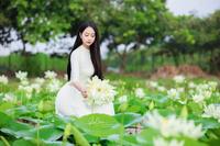 lotus garden